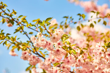 Cherry Blossoms Under a Clear Sky