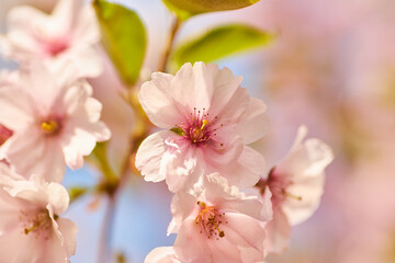 Cherry Blossoms in Sunlight