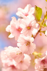 Cherry Blossoms in Full Bloom