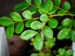 Water Drops on The Lignum Vitae Tree Leaves