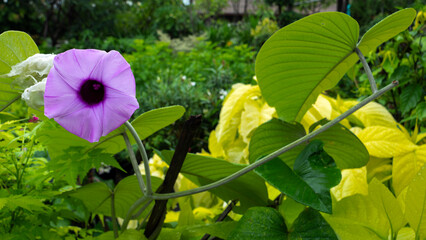 Purple Elephant Climber Flowers Ivy Blooming