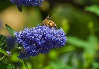 A bee pollinates California lilac (ceanothus) flowers