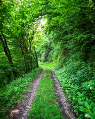 Vehicle tracks run through a dense, lush, green forest
