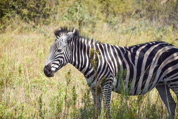 A zebra in a nature reserve in Zimbabwe