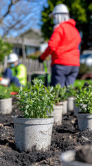 Growing plants in pots with gardeners working in background, showcasing community gardening efforts