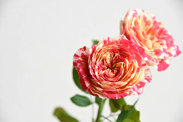 パーティラナンキュラ