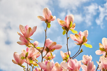 Magnolia Blooms Against Blue Sky