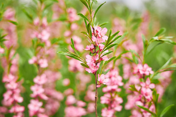 Springtime Bloom in Pink Meadow