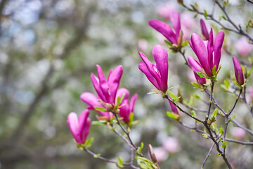 Magnolia Tree in Full Bloom