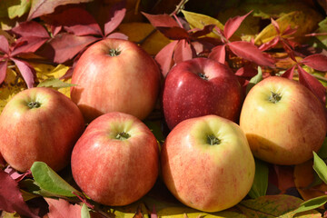 Apfel, Malus domestica, Elstar