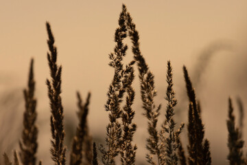 Gras im Sonnenuntergang