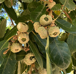 Aleppo oak, Quercus infectoria
