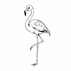 Elegant Flamingo Line Art 