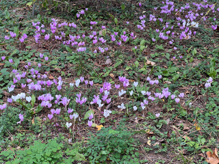Cyclamen