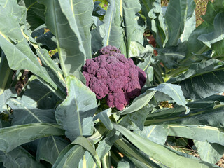 Cauliflower, Brassica oleracea,  Violetta di Sicilia