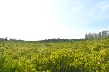 landscape of Tung Prong Thong golden mangrove field in sunny day travel location on Thailand