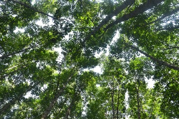 Fototapeta premium landscape of Tung Prong Thong golden mangrove field in sunny day travel location on Thailand