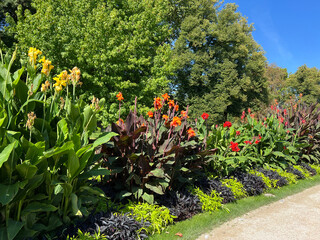 Flower cane, Canna, indica