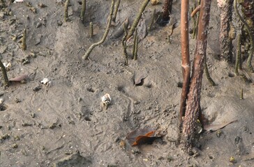 Fototapeta premium fiddler crab crawling on sand under mangrove forest at Sonbeach travel location in Thailand 