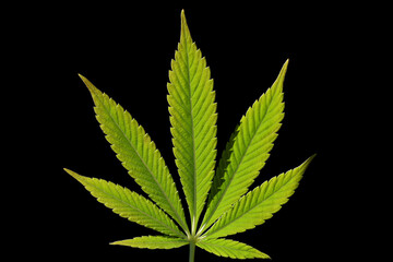 cannabis sativa