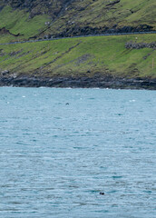 seal looking from the sea to the hikers in the Faroe Island