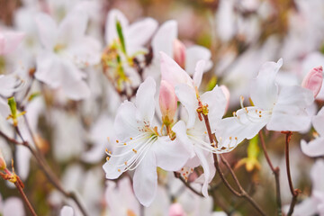 White Azalea Blossoms