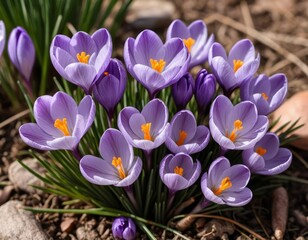 A field of purple crocus flowers with green grass and trees in the background