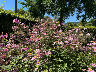 Autumn Anemone, tomentosa