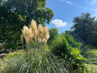 Pampas grass, Cortaderia selloana