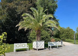 Phoenix palm, Phoenix canariensis