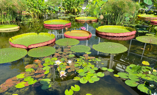 Water lily pond