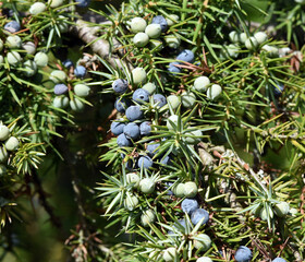 Juniper, Juniperis communis