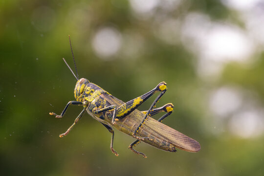 This captivating image captures a vibrant grasshopper in mid-flight, showcasing its intricate details and striking colors. 