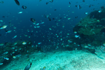 Reef con coralli duri e molli, spugne e pesci multicolore dell'isola Nusa Penida, Bali