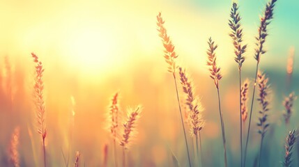 Obraz premium Golden sunrise over a tranquil meadow, serene landscape of nature's beauty sunkissed