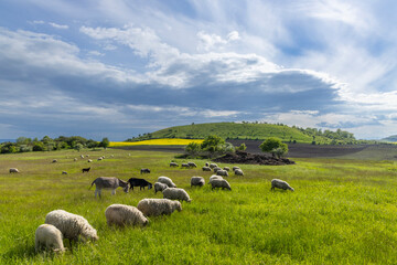Fototapeta premium Typical landscape near Ranna, Ceske Stredohori, Northern Bohemia, Czech Republic