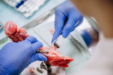 Studenci stomatologii ćwiczą na szczęce prosiaka © rozentuzjazmowany