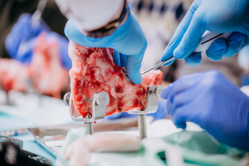 Studenci stomatologii ćwiczą na szczęce prosiaka © rozentuzjazmowany