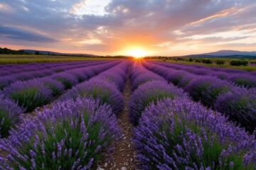 Fototapeta premium A stunning view of lavender fields stretching to the horizon, illuminated by a warm sunset, showcasing the beauty and tranquility of nature's landscapes.