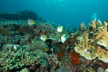 Reef dell'isola Nusa Penida, Bali, con coralli duri e molli, spugne e pesci farfalla