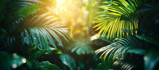 Fototapeta premium Lush green tropical foliage backlit by sunlight.