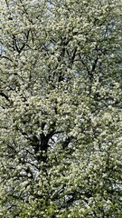 Blooming tree with white spring flowers.