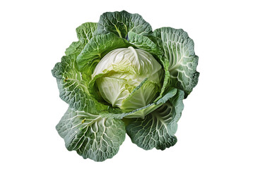 Obraz premium Fresh Green Cabbage with Detailed Leaf Texture on cut out background