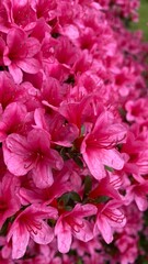 Vibrant pink azaleas in close-up. Rich color and texture of the flowers create a striking natural accent.