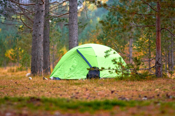 Camping outdoor. Camping leisure and destination travel near green forest and meadow flower on the tents in morning. Tourism relax and chill in summer holiday
