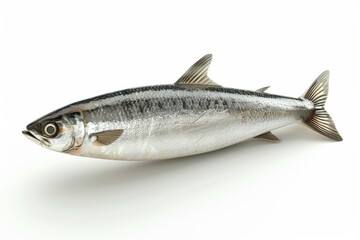 Fototapeta premium Silver fish on white background