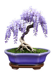Japanese Wisteria Bonsai (Wisteria floribunda) Cascading bonsai with long purple flower clusters, planted in a shallow ceramic pot, perfect for