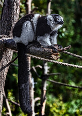 Black-and-white ruffed lemur on the tree. Latin name - Varecia variegata	