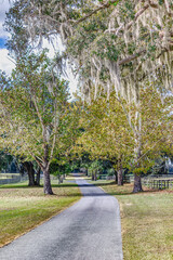 Quiet tree lined country lane