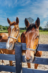 Fototapeta premium Two Friendly Horses at the Fence looking for a treat.
